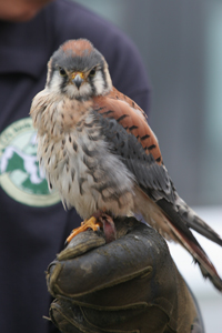 Hawk