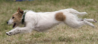 Terrier