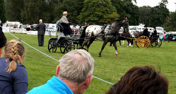 Horse Driving