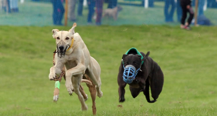 Lurcher racing