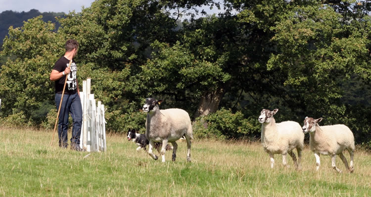 Dog controlling sheep in the Sheepdog Trials