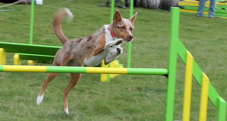 Dog agility