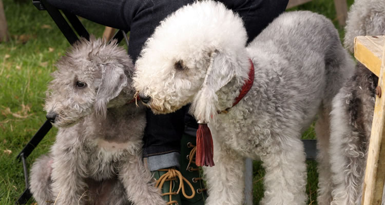 Family fun dog show