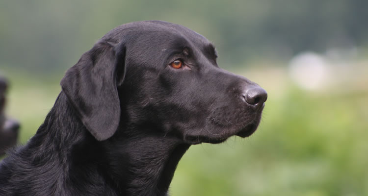 Black Labrador